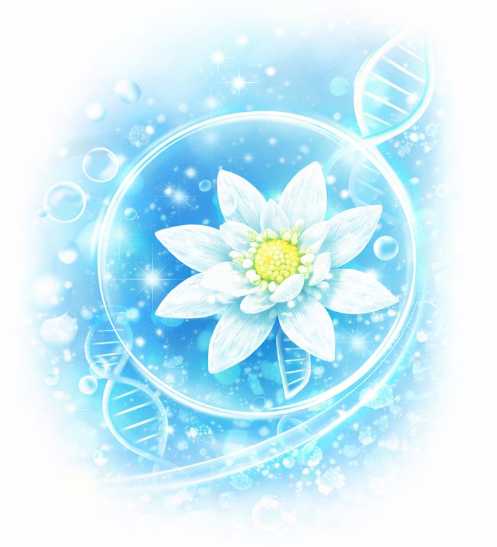 Edelweiss Stem Cell Serum